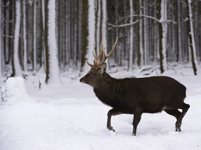 Sikahirsch, Sika-Hirsch (Cervus nippon), geht durch das verschneite Wildfreigehege Wildenburg, male Sika deer ( Cervus nippon) moving through the snow-covered enclosure of Wildenburg