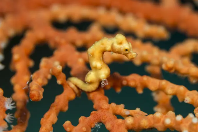 Denise`s Pygmy Seahorse (Hippocampus denise) camouflages brilliantly with the coral. ..