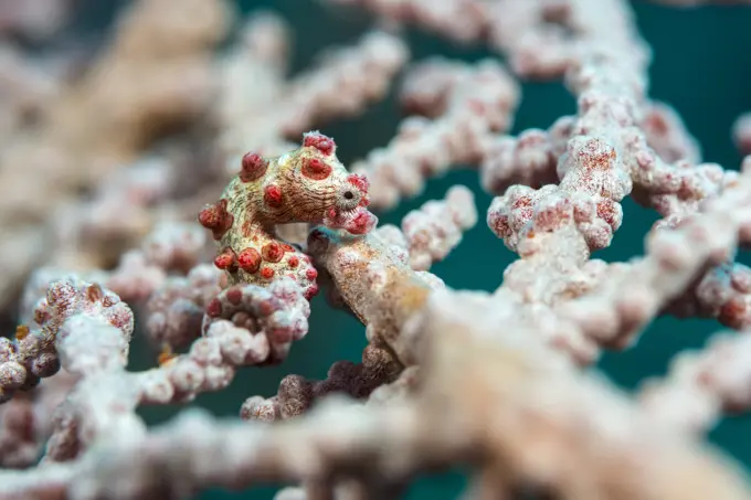 Pygmy Seahorse (Hippocampus bargibanti) camouflages brilliantly with the coral. ..