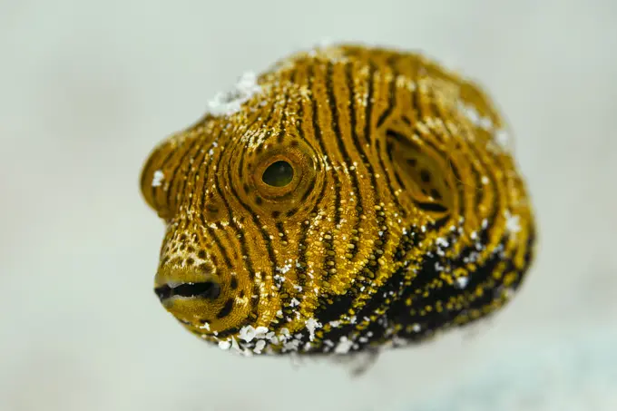 Star-Puffer (Arothron stellatus), tiny juvenile. . ..