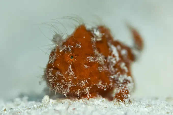 Shaggy Anglerfish (Antennarius hispidus) lying on the seafloor..