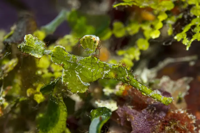 Halimeda-Geisterpfeifenfisch (Solenostomus halimeda) |.Halimeda Ghostpipefishes (Solenostomus halimeda). ..