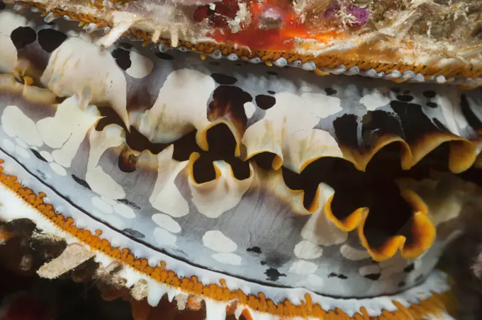 Thorny oyster (Spondylus varius)...