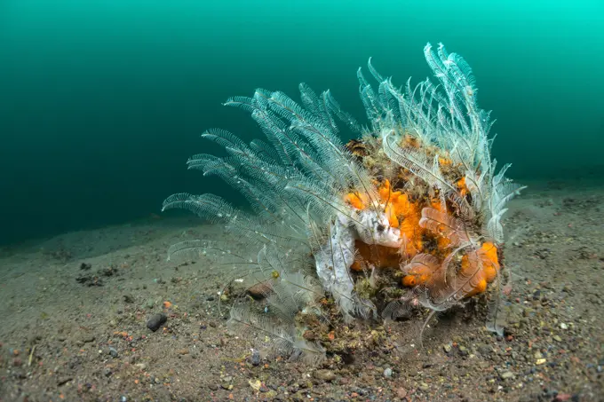 Hydroid on a slope of volcanic sediments..