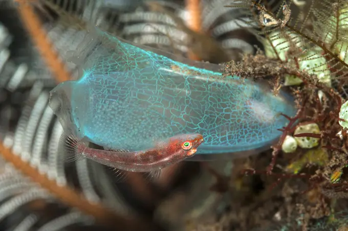 Toothy Goby (Pleurosicya mossambica) with spawn placed on a sea squirt..