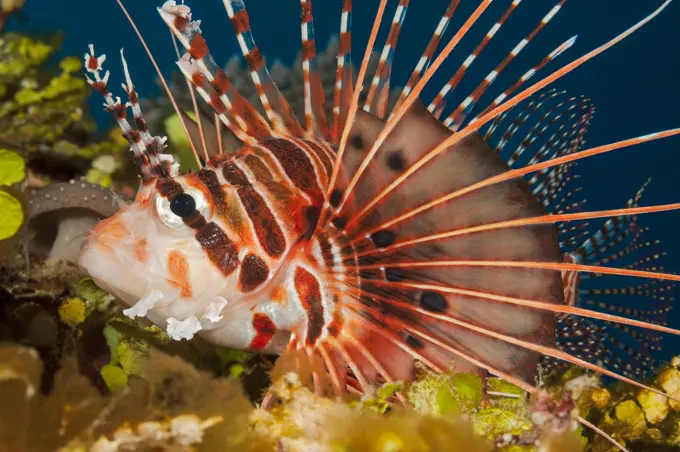 Broadfin Firefish, Spotfin Lion Fish, Antennata Lionfish, Ragged-finned Firefish (Pterois antennata) resting on a Coral Reef..