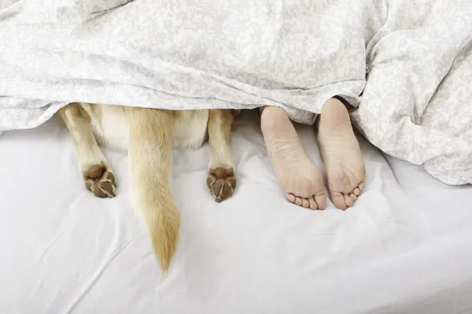 paws of a Labrador Retriever next to human feet