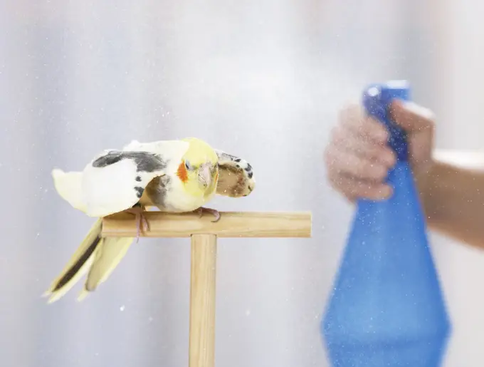 cockatiel being sprayed with water, Nymphicus hollandicus