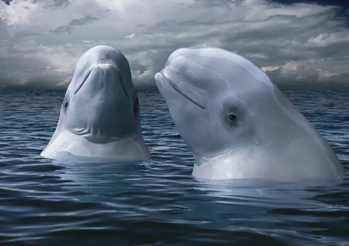 two beluga whales, Delphinapterus leucas