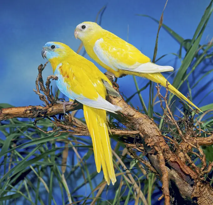 neophema pulchella, turquoise parrot