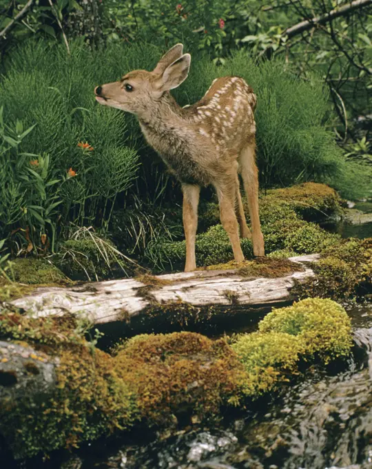 odocoileus hemionus, mule deer fawn