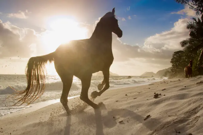 Arabian Horse in a gallop on a tropical beach. Seychelles