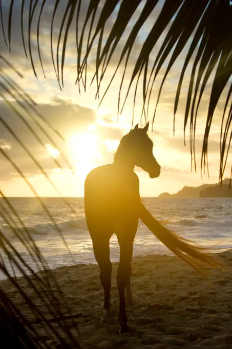 Arabian Horse. Stallion Tyfoon on a tropical beach at sunset. Seychelles