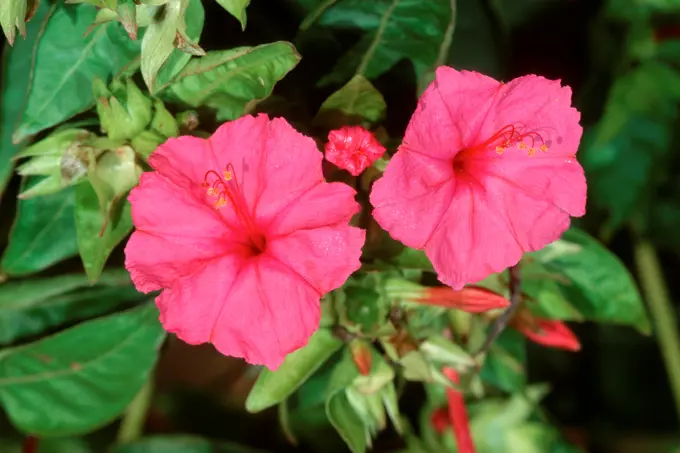 DEU, 2003: Four O'Clock Plant, Marvel Of Peru (Mirabilis jalapa), flowers.