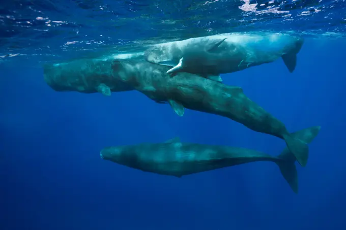 Social behavior of Sperm Whales (Physeter macrocephalus, Physeter catodon), Caribbean Sea, Dominica