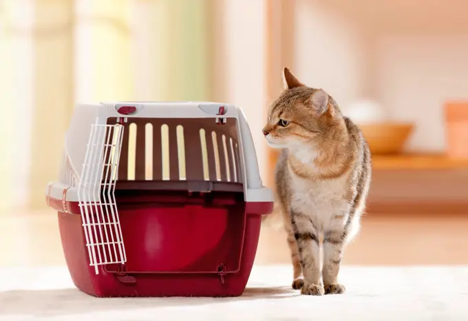 Domestic cat sniffing at pet carrier