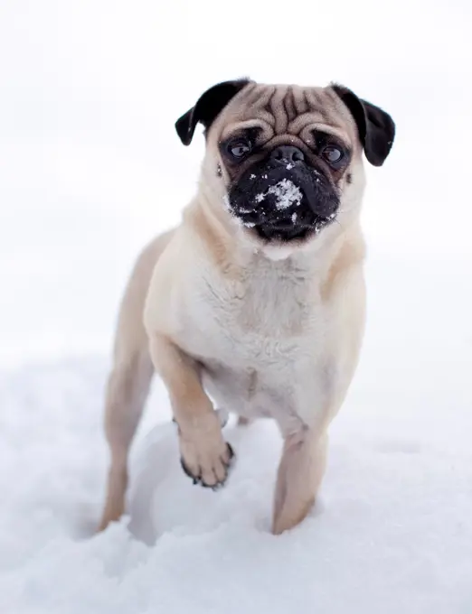 Pug snow