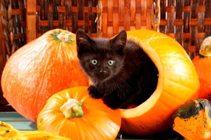 Domestic Cat Black kitten pumpkin