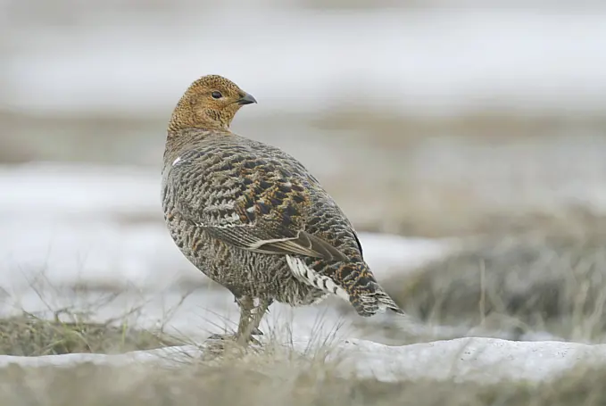 black grouse - standing in snow , Tetrao tetrix