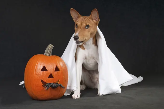 Basenji dog next to pumpkin