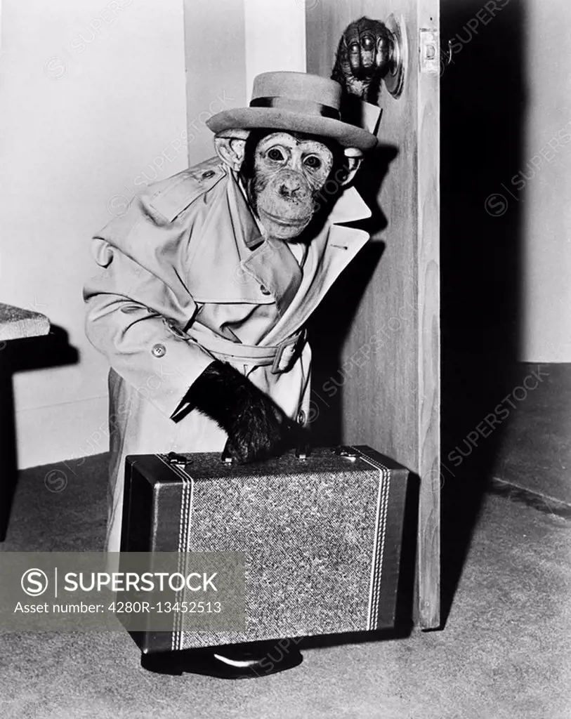 Chimpanzee in coat and hat walking with a suitcase All persons depicted are not longer living and no estate exists Supplier warranties that there will...