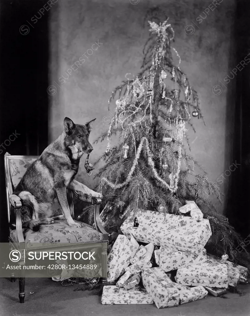 Dog with Christmas tree and presents All persons depicted are not longer living and no estate exists Supplier warranties that there will be no model r...