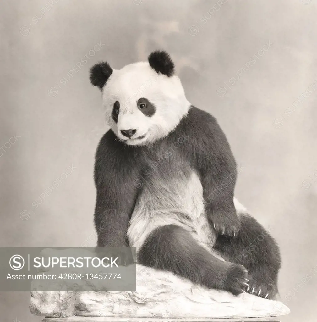 Giant panda (OLVI007_OU769_F)