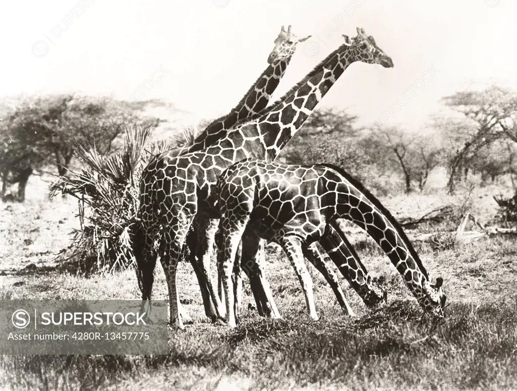 Giraffes out grazing (OLVI007_OU770_F)