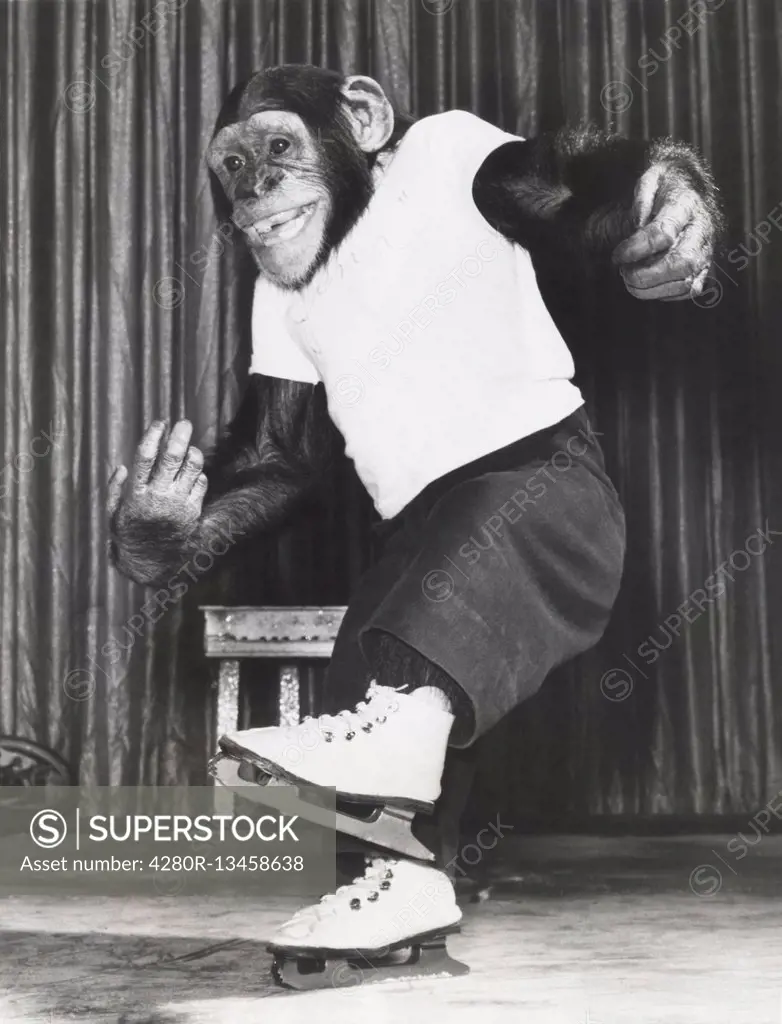 Monkey on ice skates