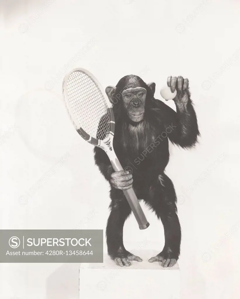 Monkey holding a tennis racket and ball