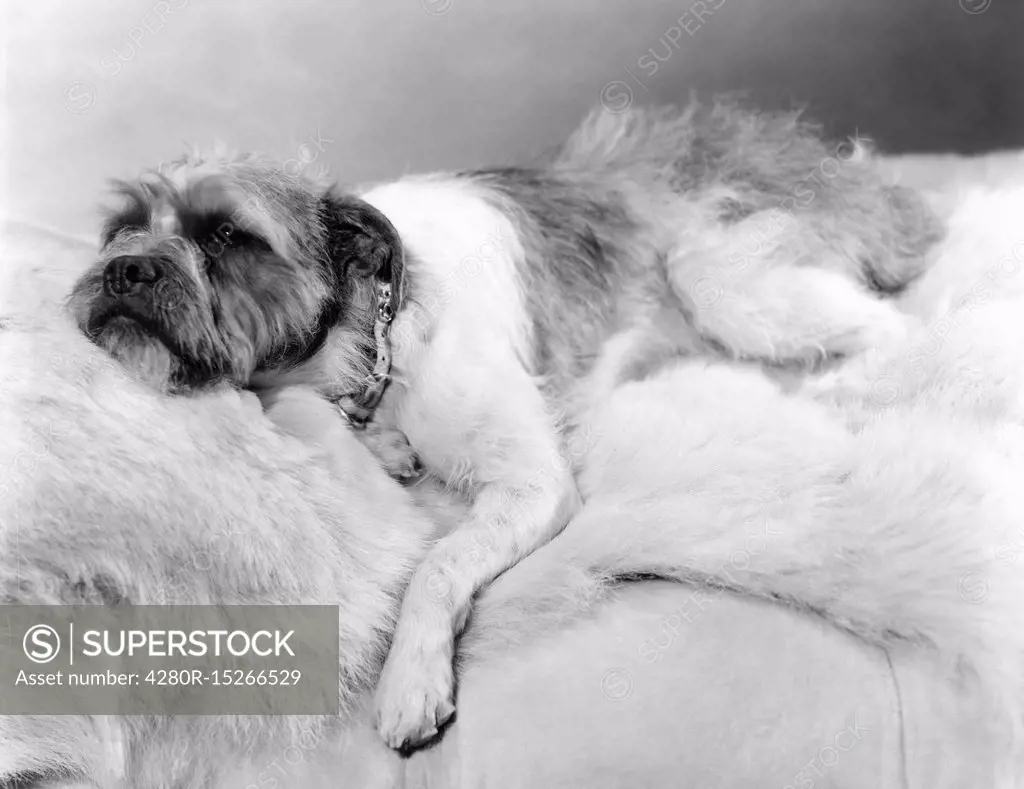 Dog napping on a fur blanket