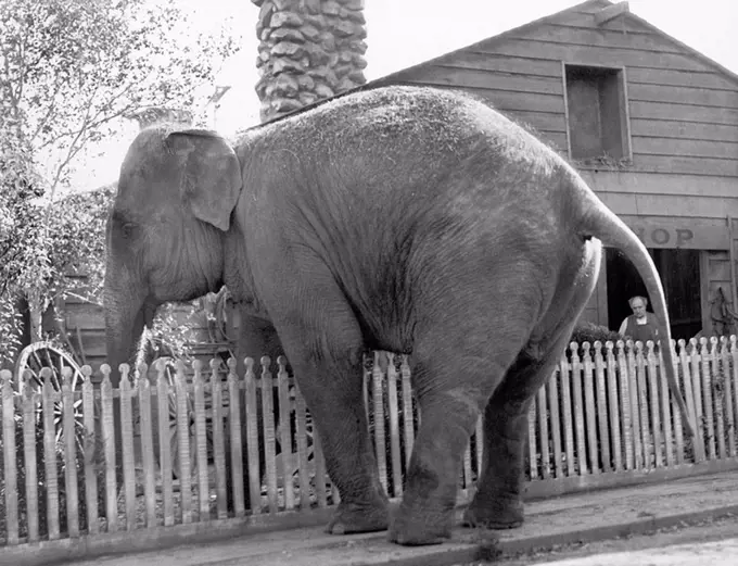 Elephant trying to cross over a picket fence All persons depicted are not longer living and no estate exists Supplier warranties that there will be no...