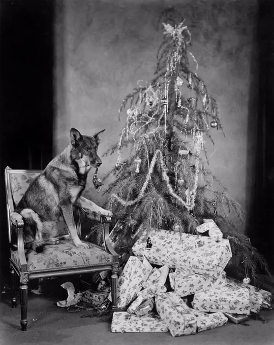 Dog with Christmas tree and presents All persons depicted are not longer living and no estate exists Supplier warranties that there will be no model r...