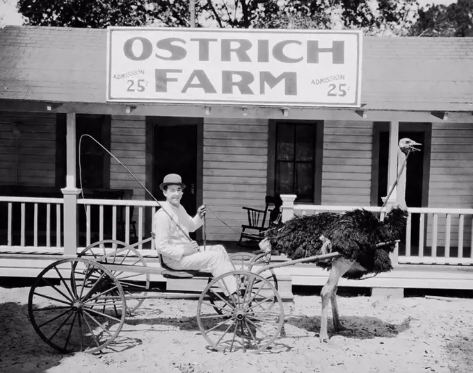 Ostrich pulling man in cart on ostrich farm All persons depicted are not longer living and no estate exists Supplier warranties that there will be no ...