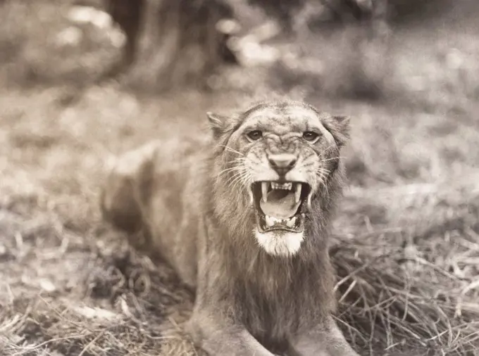 Lion's roar (OLVI007_OU768_F)