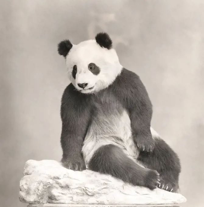 Giant panda (OLVI007_OU769_F)