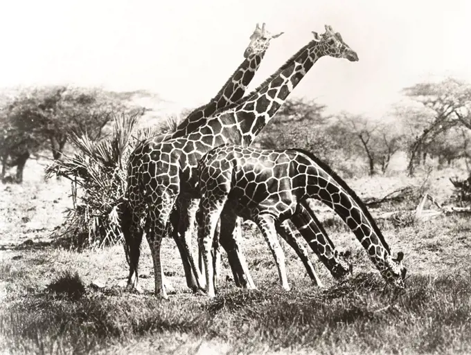 Giraffes out grazing (OLVI007_OU770_F)