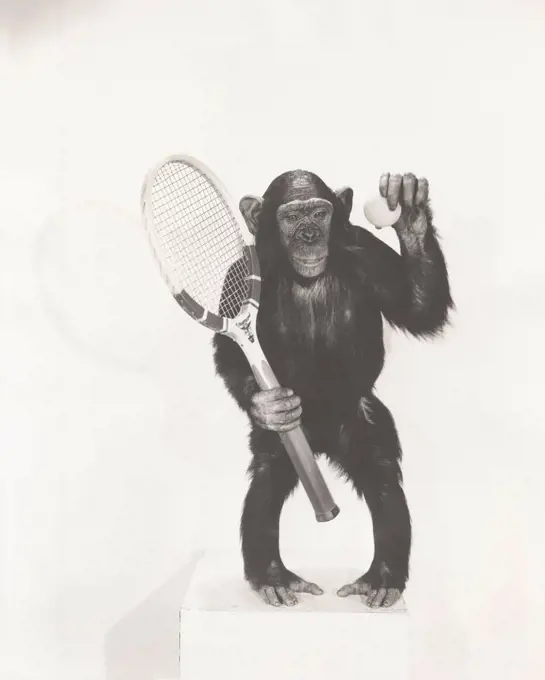 Monkey holding a tennis racket and ball