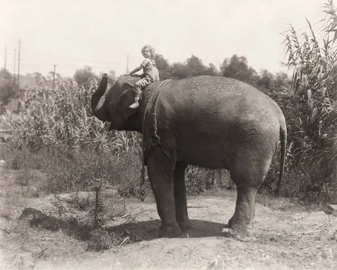 Side view of little boy sitting on elephant