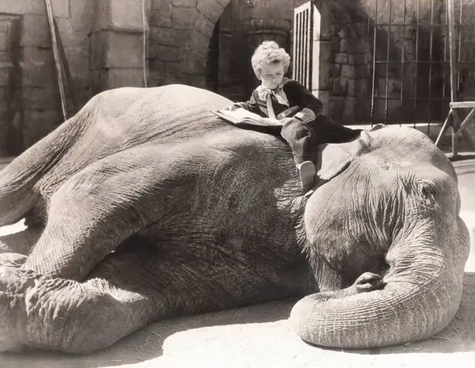 Little boy reading a book on sleeping elephant