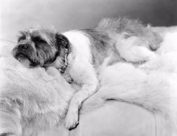 Dog napping on a fur blanket