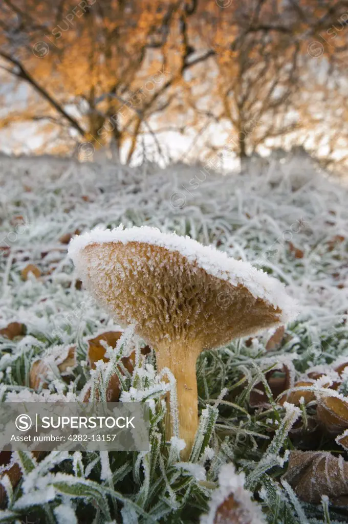 England, Northumberland. Close-up of Fungi covered in frost.