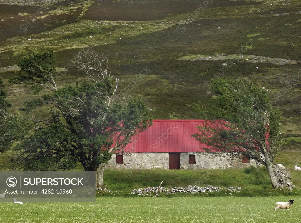 Scotland, Highland, Newtonmore. Highland croft with sheep grazing on fields in the Highlands.