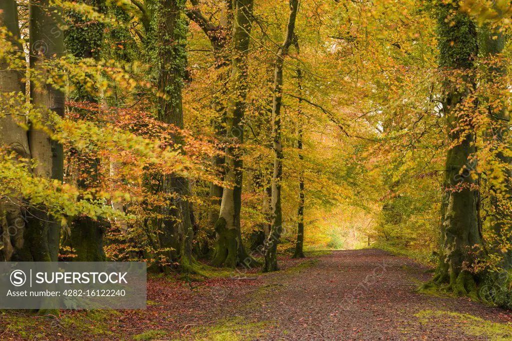 Common Beech trees displaying their autumn colour at Netherwood in the Mendip Hills Area of Outstanding Natural Beauty.