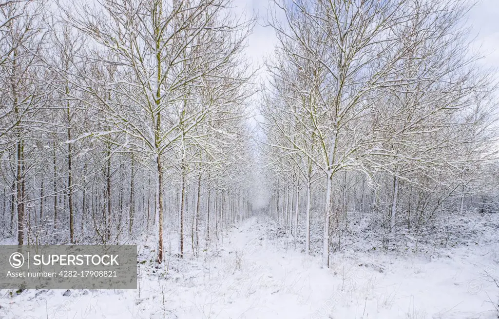 National Forest woodland in winter.