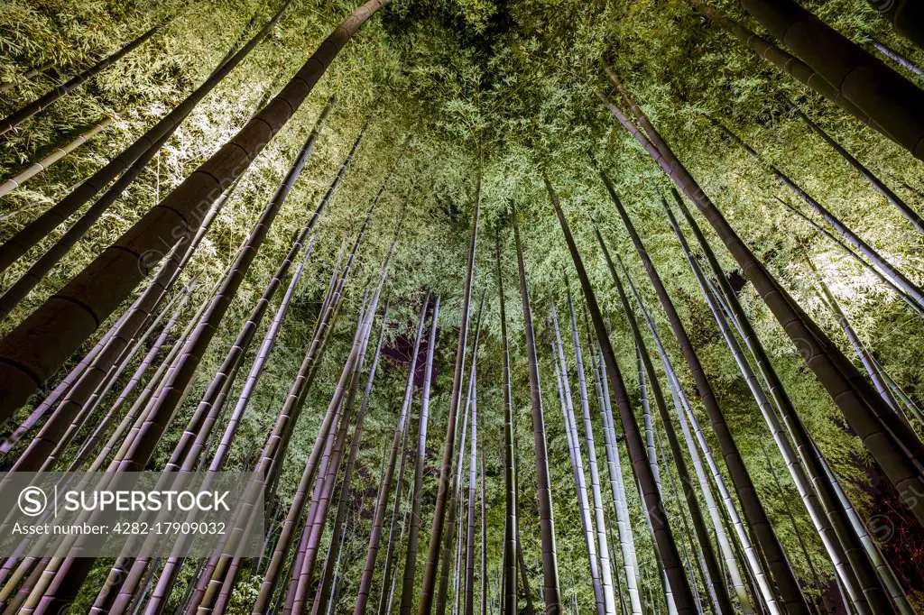 Bamboo forest in Kyoto at night.