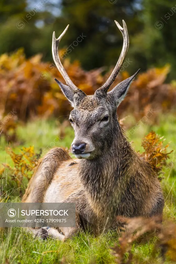 A portrait of a deer in Richmond park in London.