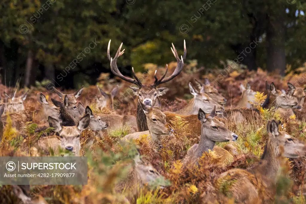 A stag stands out from the rest of deers in Richmond Park.