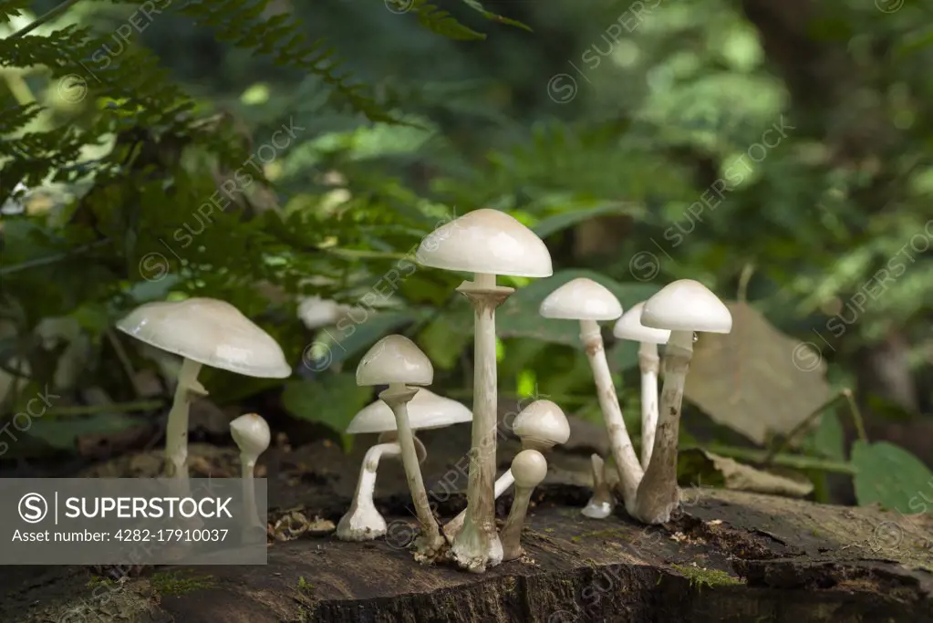 Porcelain fungus growing on a fallen beech tree in early autumn.