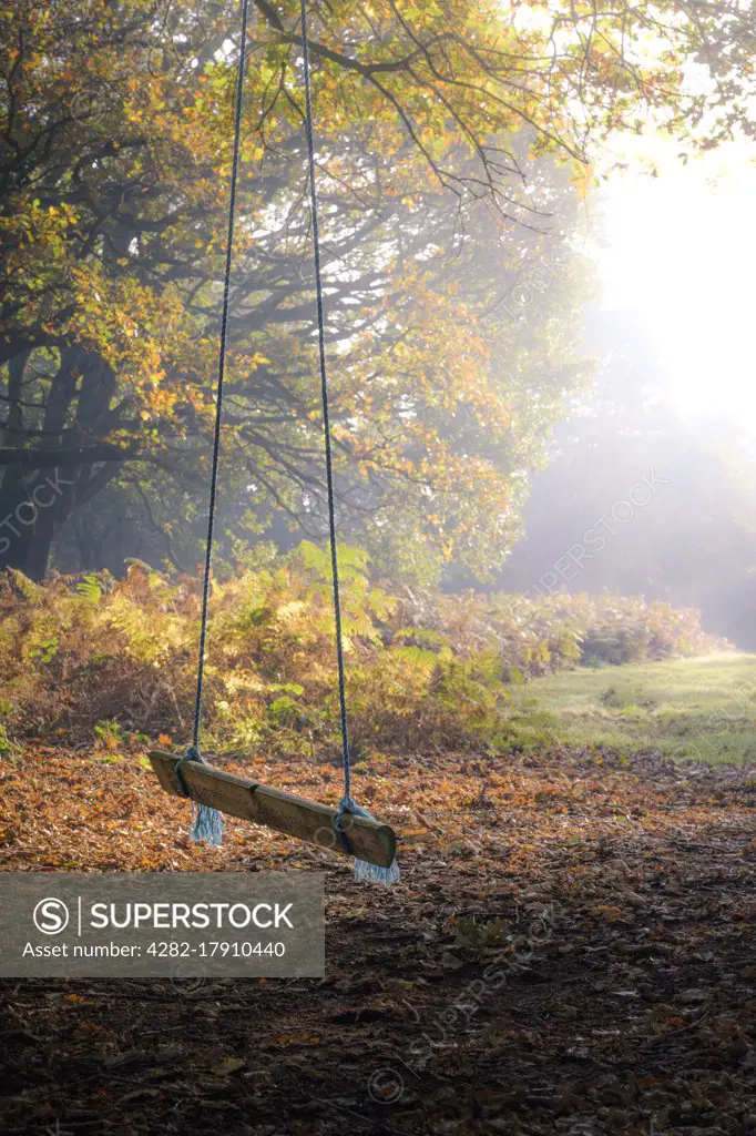 A child's rope swing in Autumnal woodland on a foggy morning.